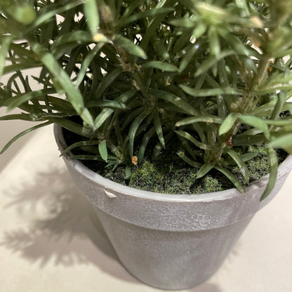 【and SEASON select】ローズマリーポット