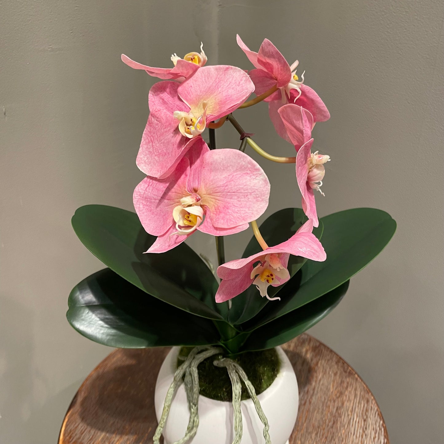 【and SEASON select】胡蝶蘭一本立ピンク