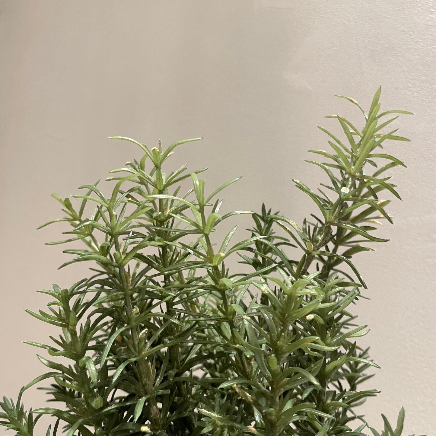 【and SEASON select】ローズマリーポット