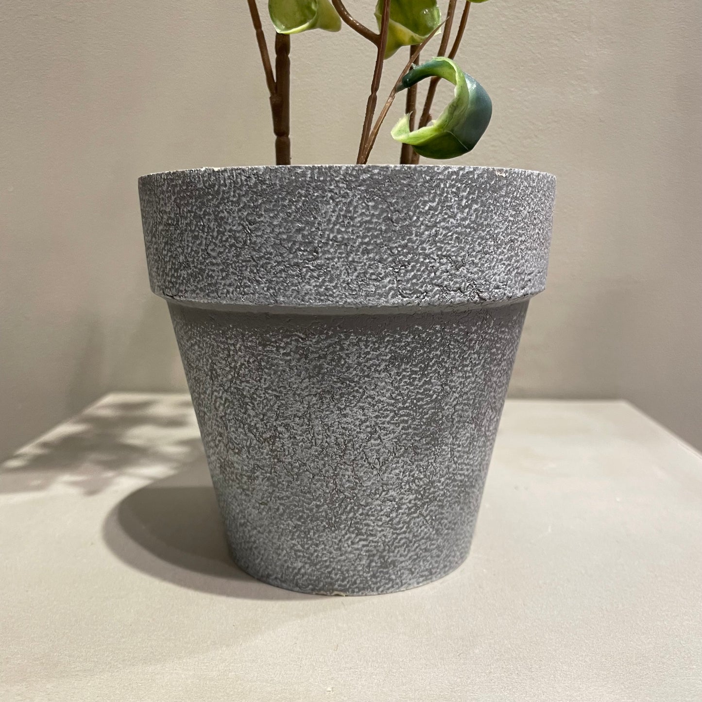 【and SEASON select】ベンジャミンシタシオンポット