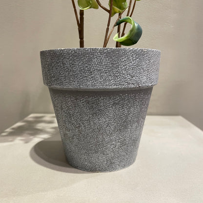 【and SEASON select】ベンジャミンシタシオンポット