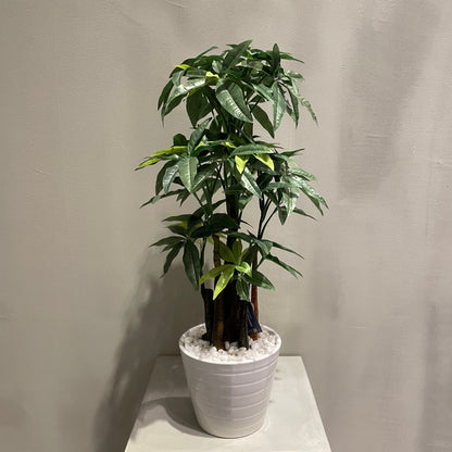 【and SEASON select】パキラポット