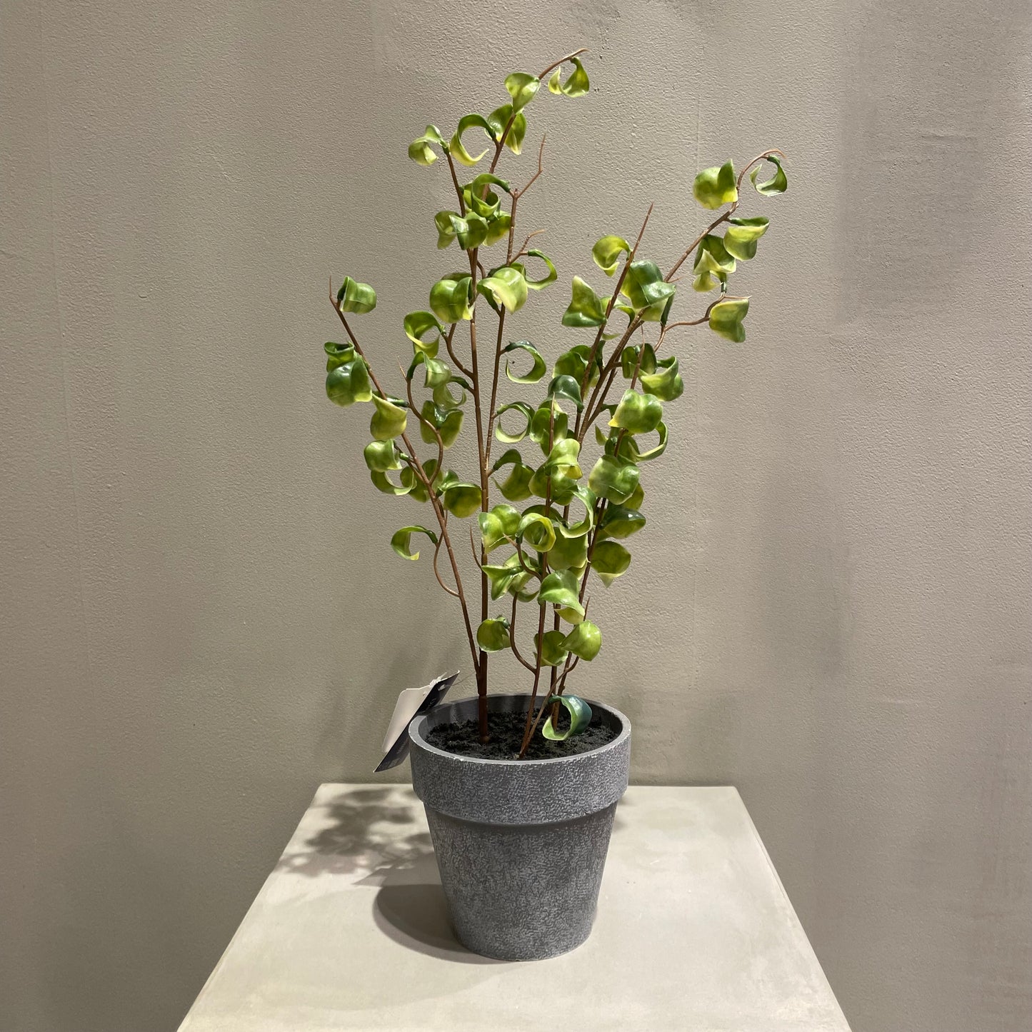 【and SEASON select】ベンジャミンシタシオンポット