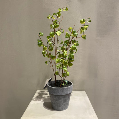 【and SEASON select】ベンジャミンシタシオンポット