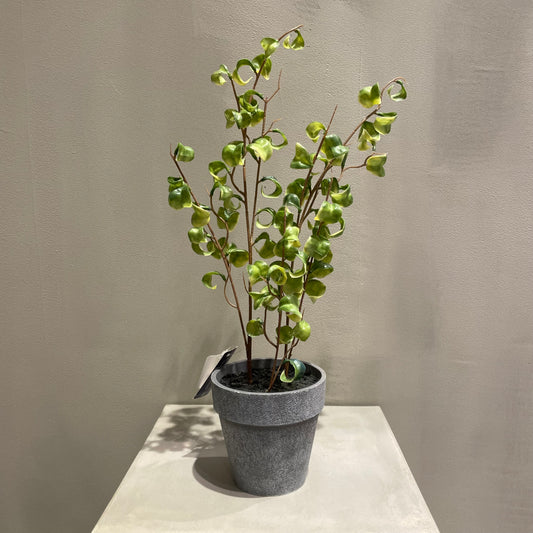 【and SEASON select】ベンジャミンシタシオンポット