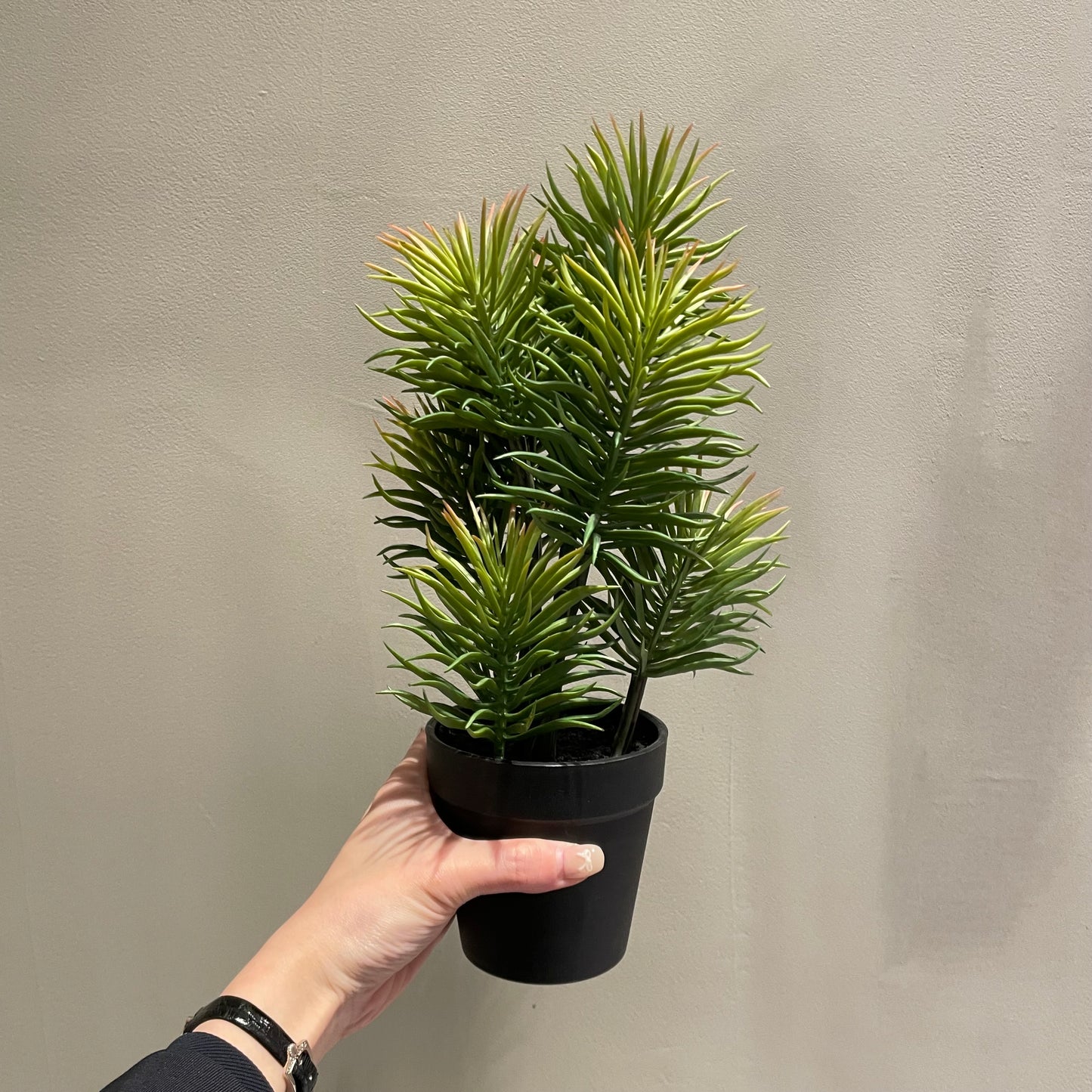 【and SEASON select】セネシオポット30