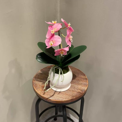 【and SEASON select】胡蝶蘭一本立ピンク